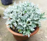 Artemisia Stelleriana – Silver Brocade