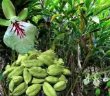 Cardamom Elaichi Hybrid Spice Plant