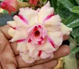 ROSY VARIETY GRAFTED ADENUM PLANTS
