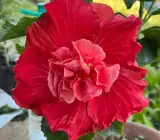 Australian Hibiscus Flowers Plants