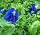 Nilkantha Double Petel Flower Plant