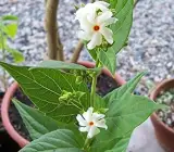 All Time Night flowers plants