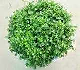Ball kamini plant