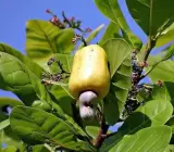 Kaju Plant Dwarf _ Grafted and Hybrid Plants