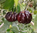 Black Surinam cherry FRUIT PLANT