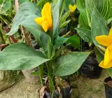 Chena lily flower plant
