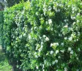 KAMINI FLOWERING PLANT