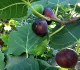ALL TIME FIG FRUIT PLANT