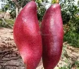 King of Chakapat mango Fruit plant