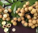 Khaki Longon Fruit Plant