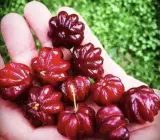 Australian Suriname Cherry Hybrid Fruit Plant