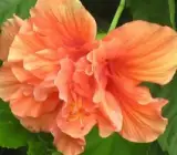 Austrian Hibiscus Flowers Plants(LIGHT ORANGE THOKA)