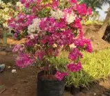 Chinese White Pink Berry Bougainvillea