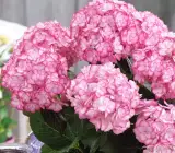 Hybrid Hydrangea FLOWERING plants(PINK)