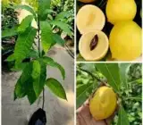 Abiu Fruit Plant – Pouteria Caimito Sweet Exotic Live Fruit Plant