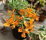 Ray Fish Bougainvillea Flower Plant