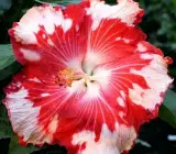 Australian Hibiscus Flowers Plant