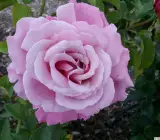 HYBRID GRAFTED ROSE FLOWERING PLANT(LIGHT PURPLE)