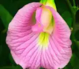 Asian pigeonwings Plant (Aparajita) PINK