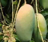 KOHITUR MANGO GRAFTING FRUIT PLANT