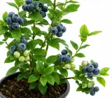Blueberry Fruit Plant – Healthy Live Plant for Home Garden