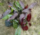 Black stone mango plants