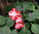 Impatiens Flower Plant(WHITE AND ORANGE)