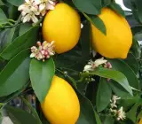 Meyer Lemon fruit plant