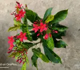 JATROPHA FLOWERING PLANT