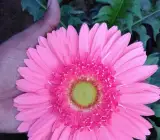 Tissue culture Gerbera plants(PINK)