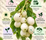 White Jamun Grafted Fruit Plant - Rare & Premium Variety