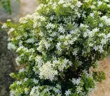 Madhu Kamini Dwarf Flower Plant
