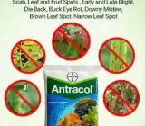 Antracol 70 WP Fungicide – Propineb 70% Plant Fungal Disease Control