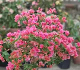 Watermelon Pink Bougainvillea Plant