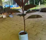 RED BANYAN (RUBBER)LIVE PLANT