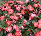 Impatiens Flower Plant(WHITE AND ORANGE)