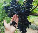 Thai Varieties Black Finger Grapes Hybrid Fruit Plant