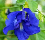 Nilkantha Double Petel Flower Plant
