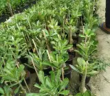 Rose VarietY Adenum Grafting Plant