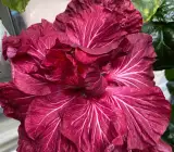 Austrian Hibiscus plant (BLACK DRAGON)