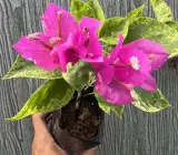 Tiger Brunei Bougainvillea Flower Plant