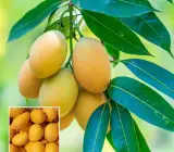 Chinna rasalu mango plant