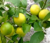 All Time Kagoji Lemon plants