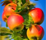 Hot Climate Hr - 99 Apple Hybrid Grafted Plant