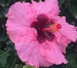 AMERICAN HIBISCUS PLANT
