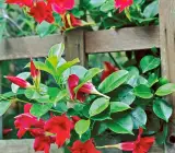 MANDEVILLA FLOWERING PLANT(RED)