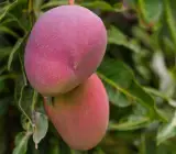Palmer mango( Read ) Grafting plant