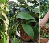 Thai Black Pepper Plant