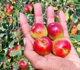 Hybrid Miss India Ber Grafted Plant