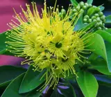 FIRST LOVE FLOWERING PLANT(YELLOW)
